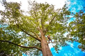 Best Fruit Tree Pruning  in Mount Vernon, VA