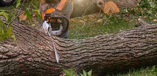 Best Tree Maintenance Programs  in Mount Vernon, VA