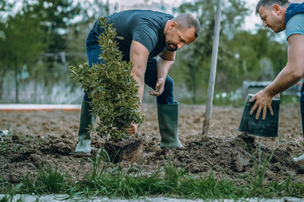 Best Emergency Tree Removal  in Mount Vernon, VA