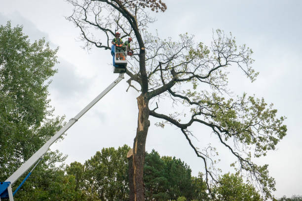 Best Tree Mulching  in Mount Vernon, VA