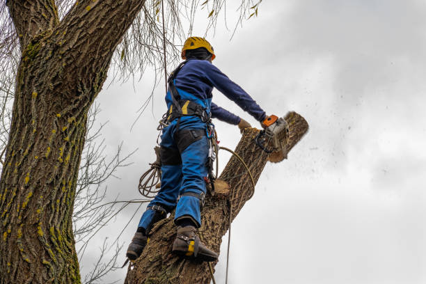 Best Tree Trimming and Pruning  in Mount Vernon, VA