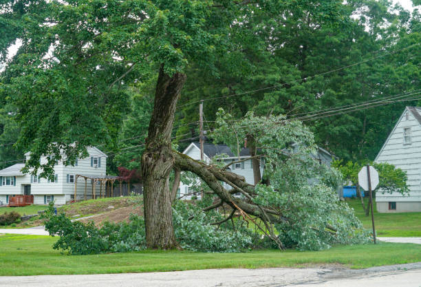 Best Utility Line Clearance  in Mount Vernon, VA