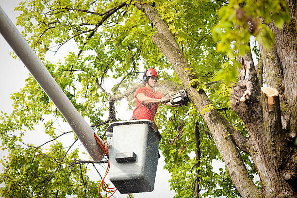 Best Palm Tree Trimming  in Mount Vernon, VA