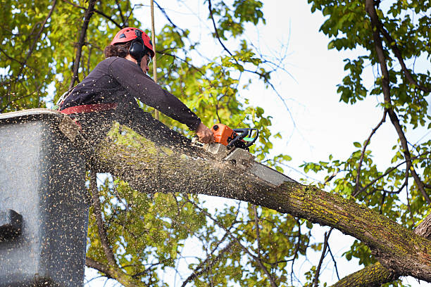 Best Tree Maintenance Programs  in Mount Vernon, VA